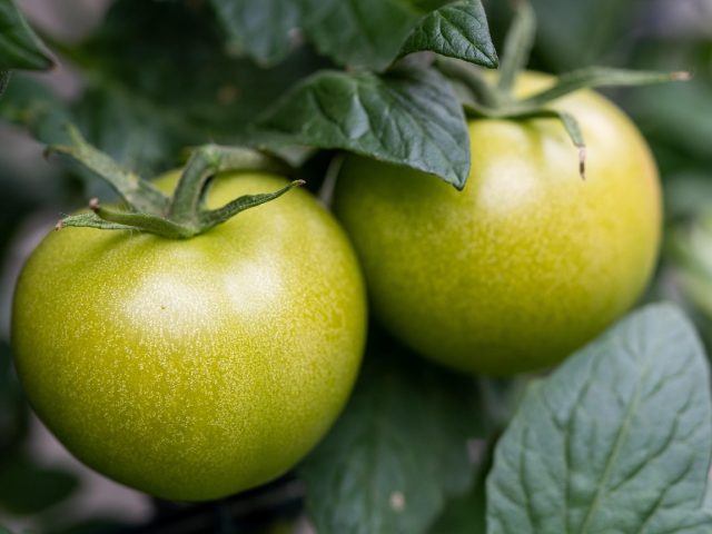 Rentrée : votre plan pour des dîners sains sans tracas